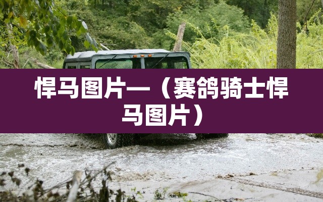悍马图片—(赛鸽骑士悍马图片) 悍马图片—(赛鸽骑士悍马图片)
