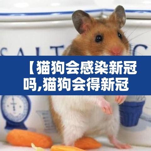 【猫狗会感染新冠吗,猫狗会得新冠么】 【猫狗会感染新冠吗,猫狗会得新冠么】