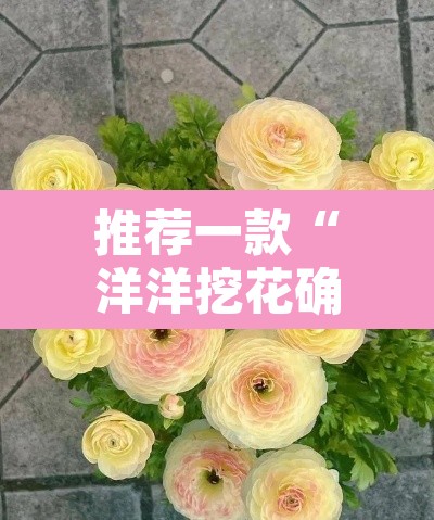 推荐一款“洋洋挖花确实有挂”其实确实有挂