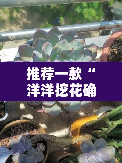 推荐一款“洋洋挖花确实有挂”其实确实有挂