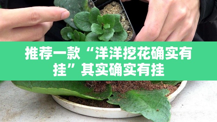 推荐一款“洋洋挖花确实有挂	”其实确实有挂