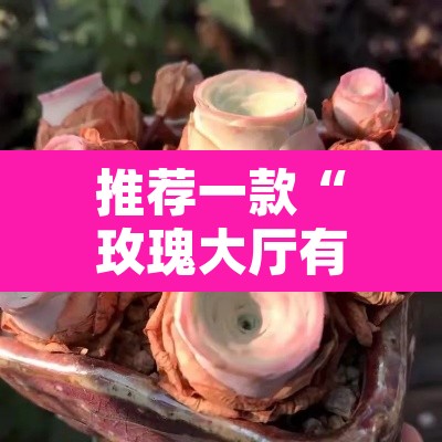 推荐一款“玫瑰大厅有辅助吗”其实确实有挂