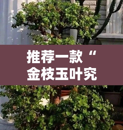 推荐一款“金枝玉叶究竟能不能开挂”(透视挂)辅助透视教程