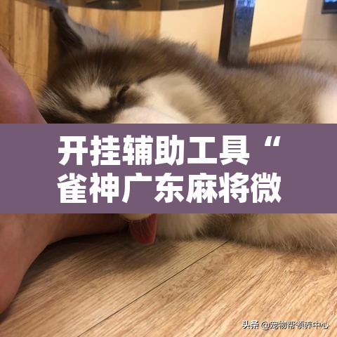 开挂辅助工具“雀神广东麻将微信挂”附辅助神器开挂脚本详细步骤
