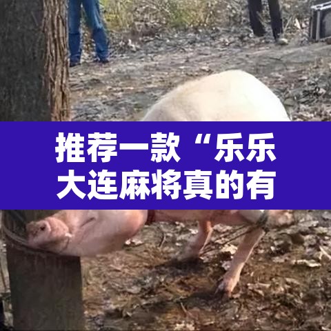 推荐一款“乐乐大连麻将真的有挂吗”其实确实有挂