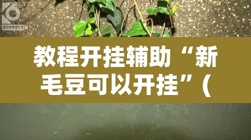 教程开挂辅助“新毛豆可以开挂”(透视)其实确实有挂
