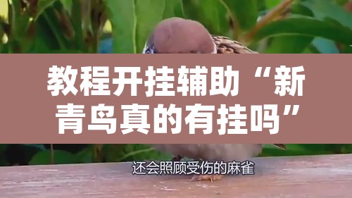 教程开挂辅助“新青鸟真的有挂吗”其实确实有挂