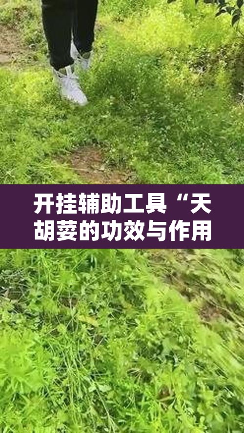 开挂辅助工具“天胡荽的功效与作用”(透视挂)辅助透视教程