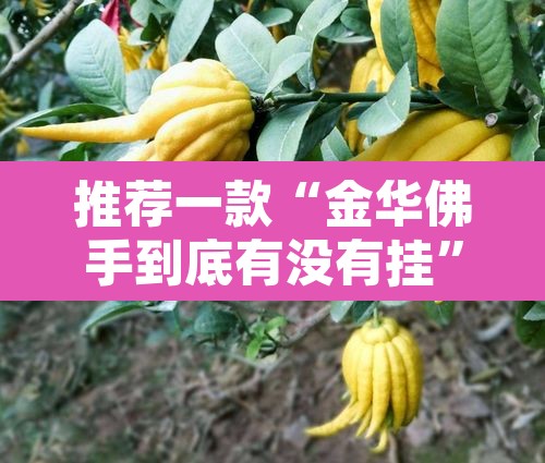 推荐一款“金华佛手到底有没有挂”其实确实有挂