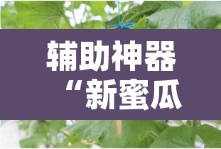 辅助神器“新蜜瓜大厅有挂吗可以开挂吗”其实确实有挂