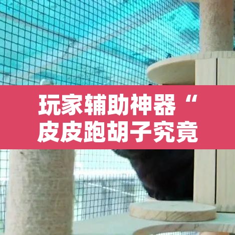 玩家辅助神器“皮皮跑胡子究竟有没有挂”其实确实有挂