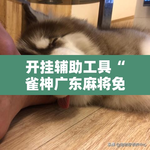 开挂辅助工具“雀神广东麻将免费开挂器下载”其实确实有挂