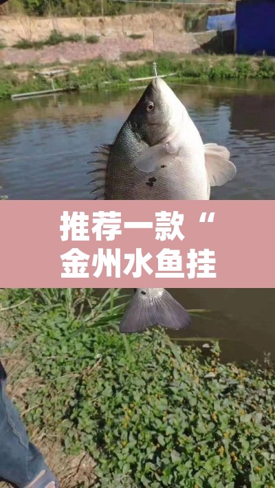 推荐一款“金州水鱼挂怎么卖”其实确实有挂