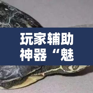 玩家辅助神器“魅力云南可以开挂吗有挂”附辅助神器开挂脚本详细步骤