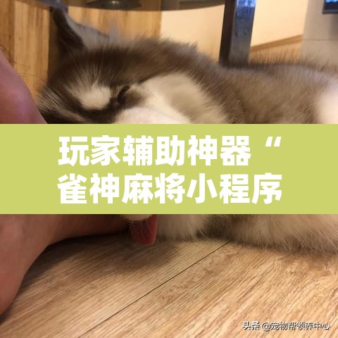 玩家辅助神器“雀神麻将小程序开挂器	”附辅助神器开挂脚本详细步骤