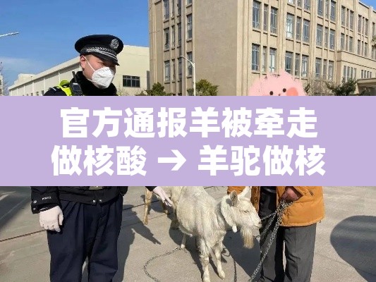 官方通报羊被牵走做核酸 → 羊驼做核酸 官方通报羊被牵走做核酸 → 羊驼做核酸