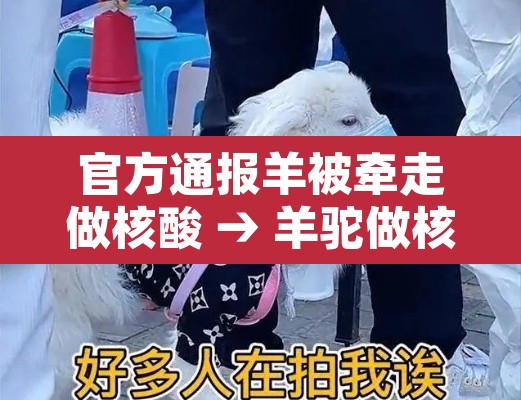官方通报羊被牵走做核酸 → 羊驼做核酸 官方通报羊被牵走做核酸 → 羊驼做核酸