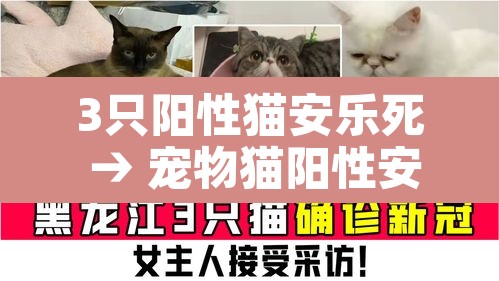 3只阳性猫安乐死 → 宠物猫阳性安乐死