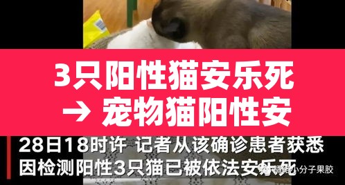 3只阳性猫安乐死 → 宠物猫阳性安乐死 3只阳性猫安乐死 → 宠物猫阳性安乐死