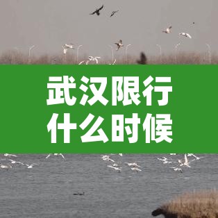 武汉限行什么时候轮换:武汉限行按星期几还是几号? 武汉限行什么时候轮换:武汉限行按星期几还是几号?