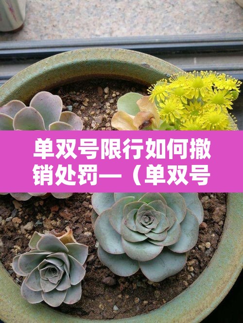 单双号限行如何撤销处罚—（单双号限行违规怎么办）