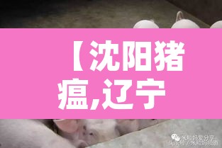 【沈阳猪瘟,辽宁沈阳猪疫情】 【沈阳猪瘟,辽宁沈阳猪疫情】